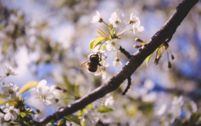 20 trees for the bees this World Honey Bee Day