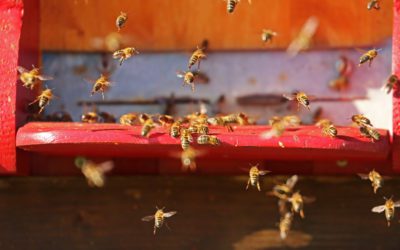 World Bee Day: What’s the Big Buzz around Bees?