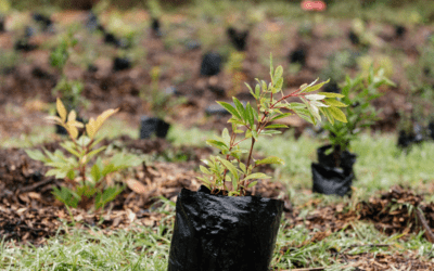 10 Environmental Benefits of Planting a Tree