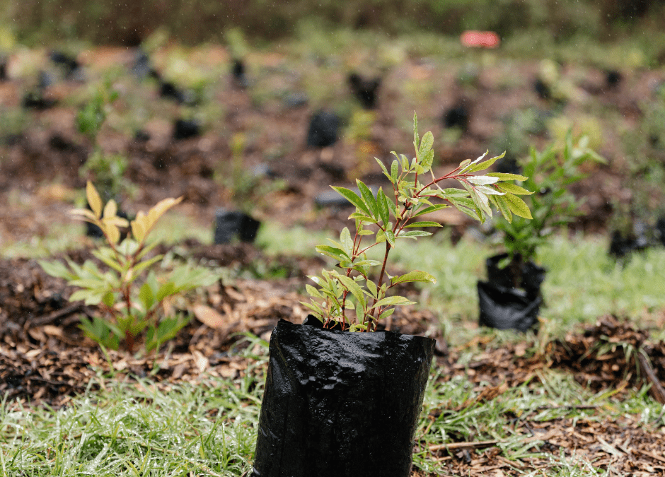 10 Environmental Benefits of Planting a Tree