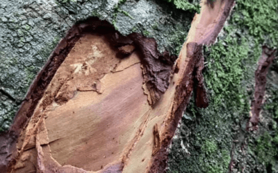 What is Bark Stripping?