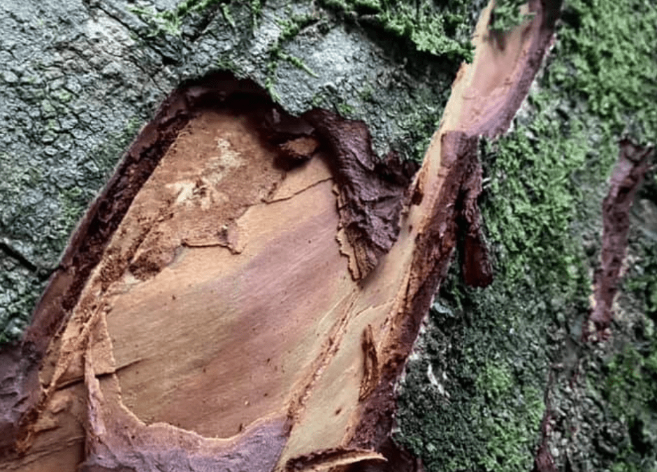 What is Bark Stripping?