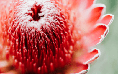 5 Benefits of Planting Fynbos