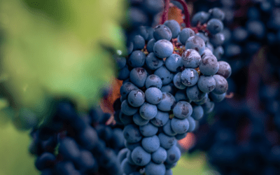 Wines in the Wild – Bold Flavours Meet Sustainable Wine Farming