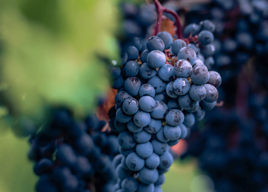 Wines in the Wild – Bold Flavours Meet Sustainable Wine Farming