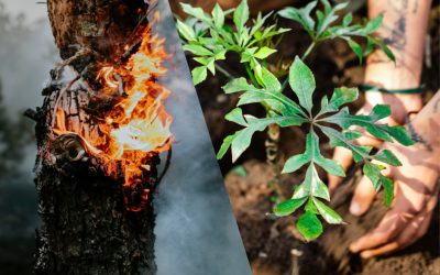 From Fires to Flora: A Blueprint for Wildfire Resilience and Forest Restoration