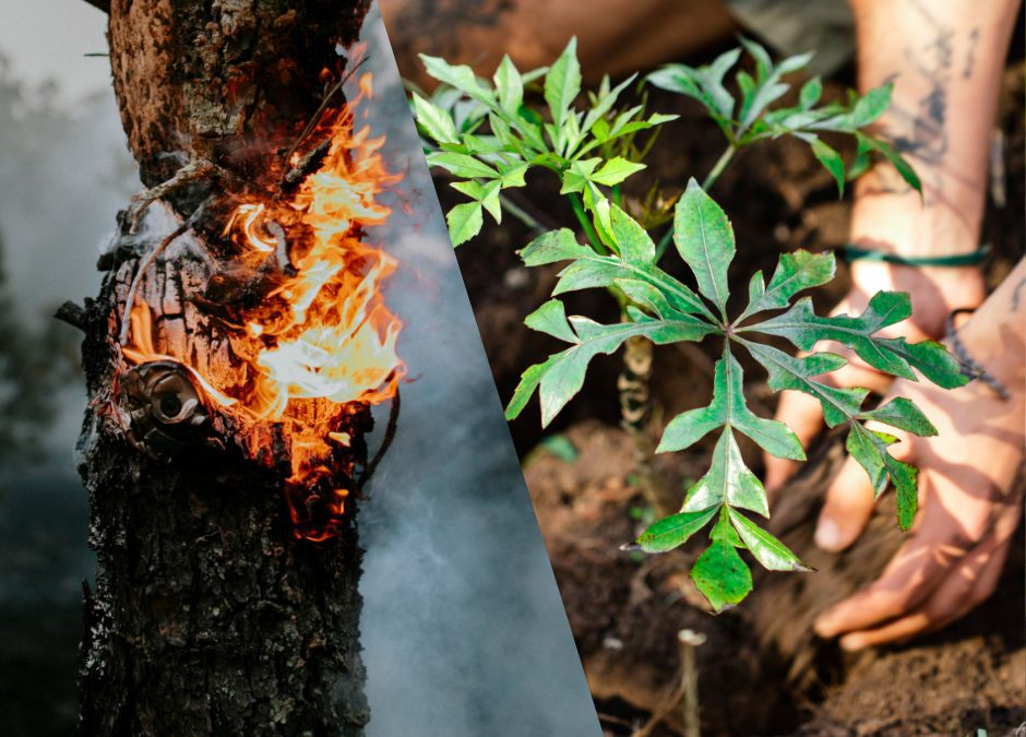From Fires to Flora: A Blueprint for Wildfire Resilience and Forest Restoration