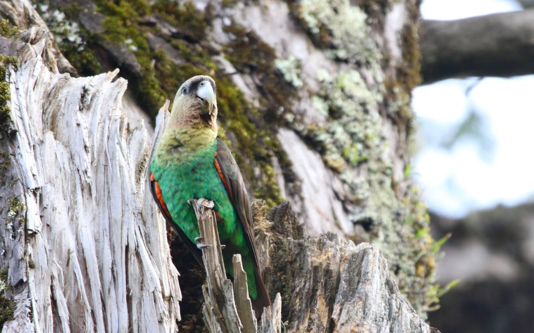 Beyond Trees: Restoring Biodiversity & Protecting the Endangered Cape Parrot