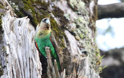 Beyond Trees: Restoring Biodiversity & Protecting the Endangered Cape Parrot