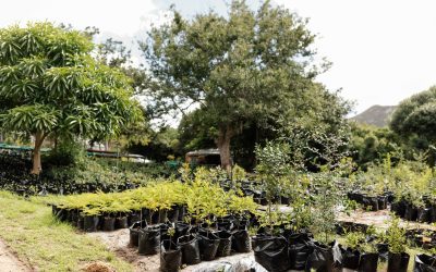 Greenpop’s Innovative Restoration Methodology and the Uilenkraal Forest Restoration Project