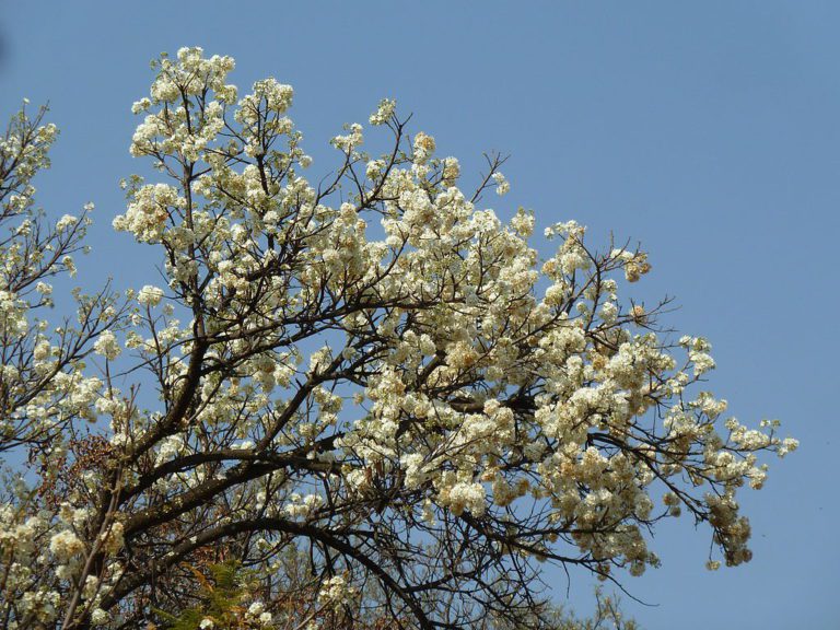 20 trees for the bees this World Honey Bee Day Greenpop