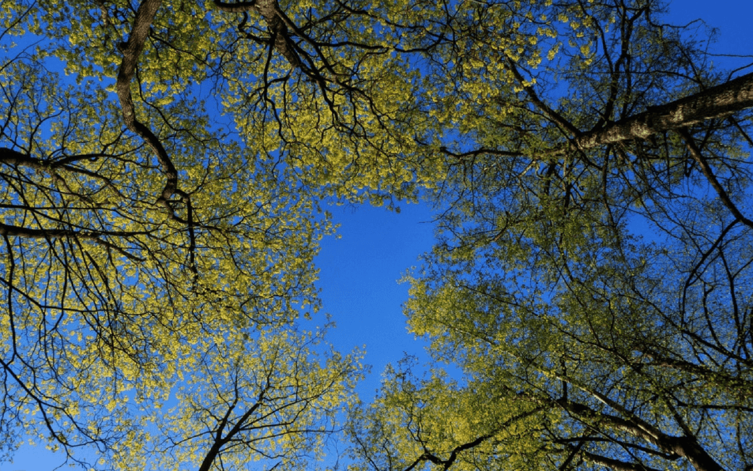 10 Environmental Benefits of Planting a Tree
