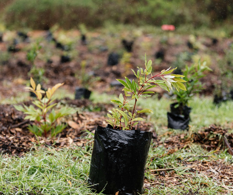 Environmental Benefits of Planting a Tree - Greenpop