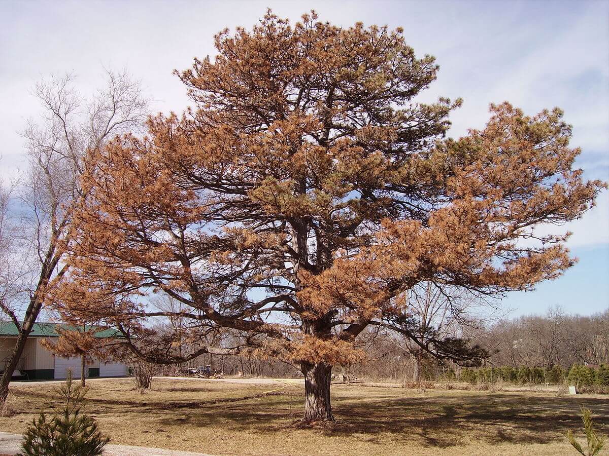 Wilted Tree Shot Hole Borer