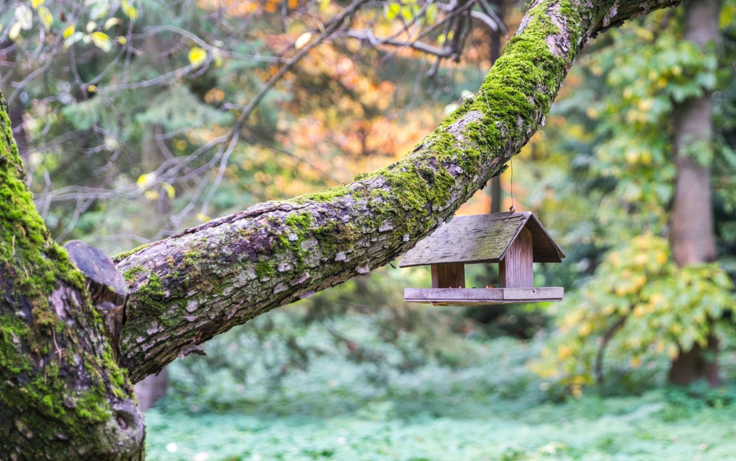 bird-house-blurred-background live off-the-grid 