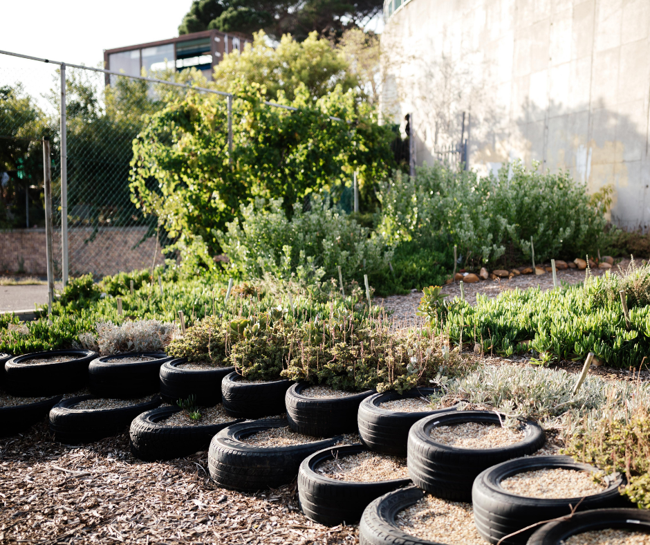 Fynbos for the Future Planting Day Greenpop