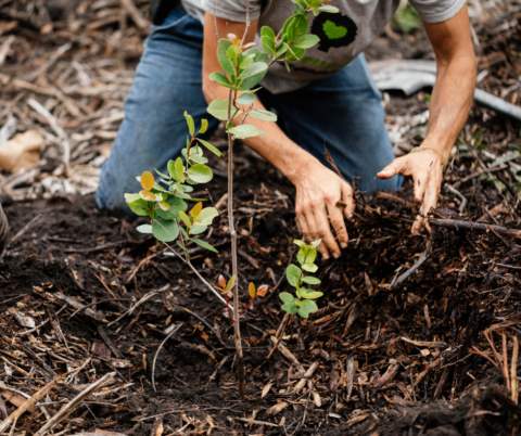 Forest Restoration - Our Work - Greenpop