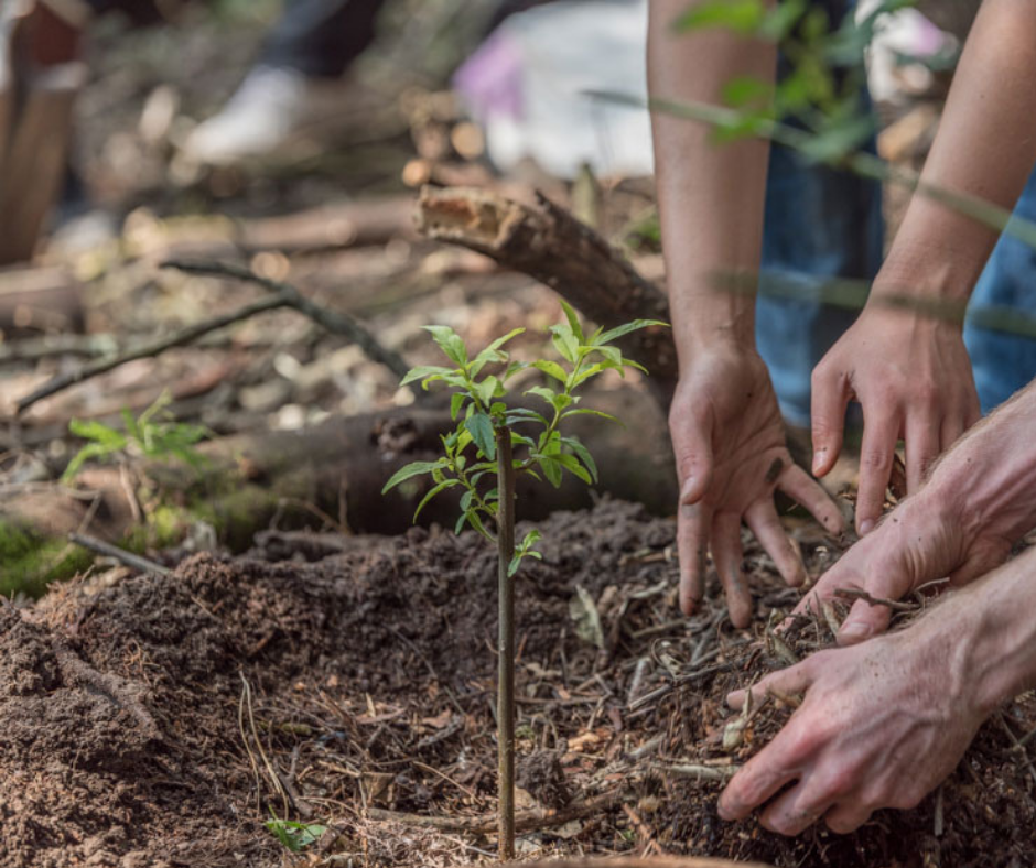 Terra Khaya Reforestation Project