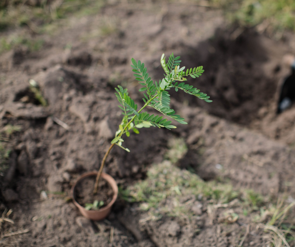 Garden Route Botanical Garden Forest Plot