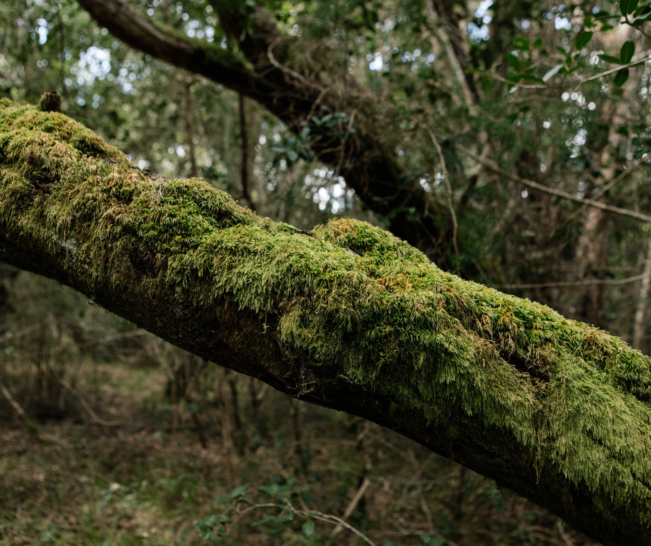 Forest Restoration Greenpop Trees