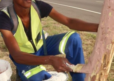 bark stripping cape town