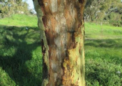 bark stripping cape town