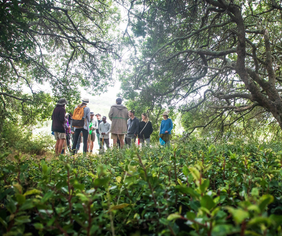 Website - Image Reforest Fest 2022 - Tree Planting