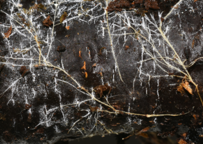 Trees communicate using fungal networks