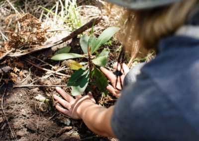 Woman planting seedling in forest