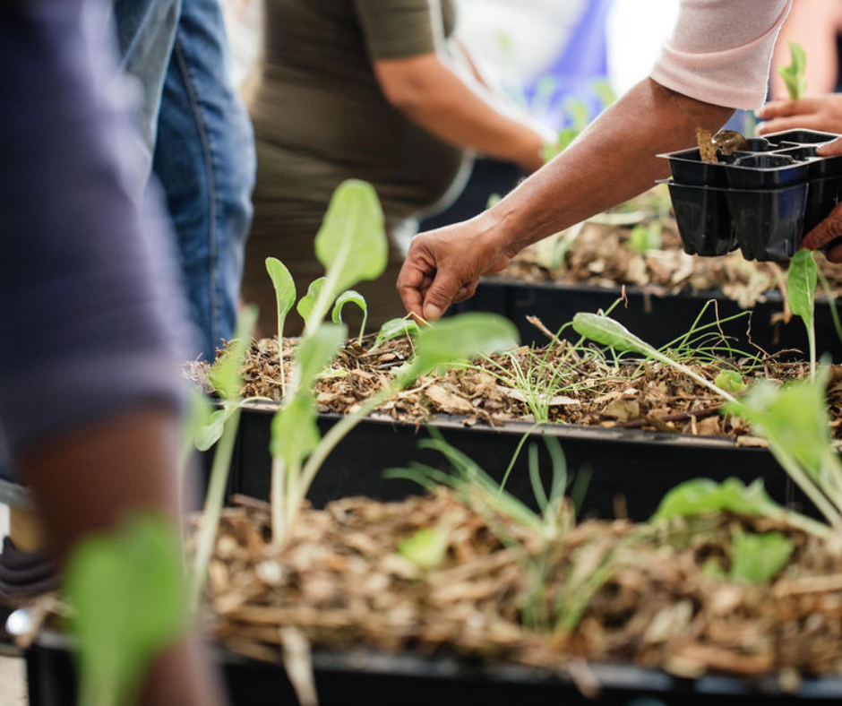 Food Gardening - Family Food Gardens