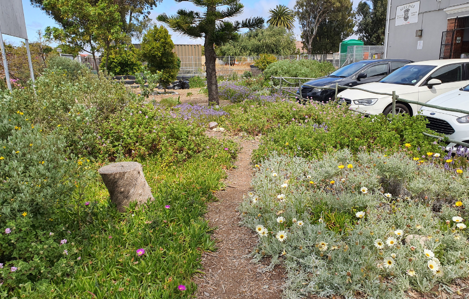 Fynbos for the Future - Urban Greening - Greenpop