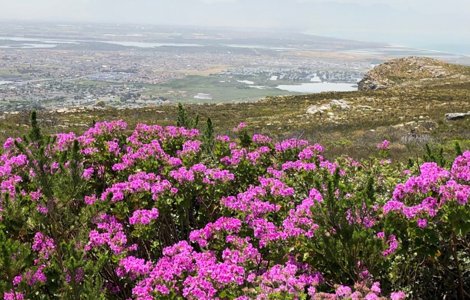 Fynbos for the Future - Urban Greening - Greenpop