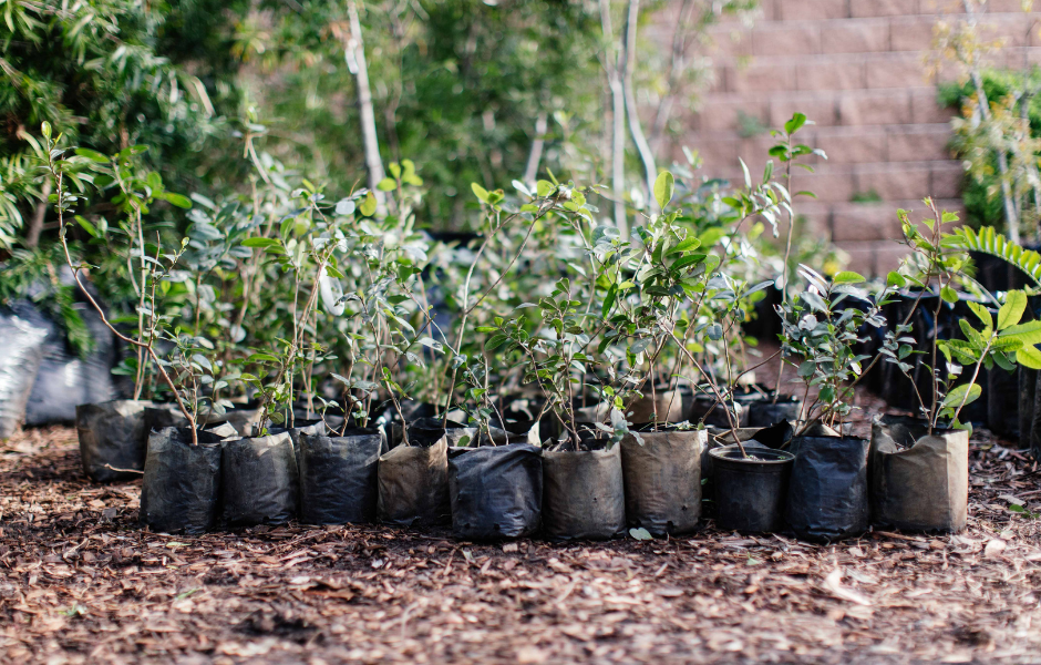 Fynbos for the Future - Urban Greening - Greenpop