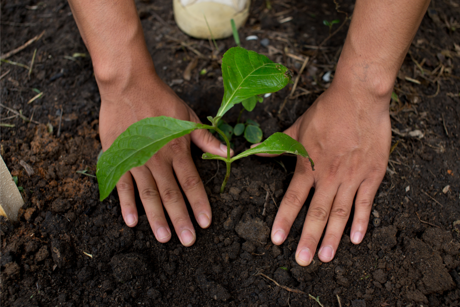 Plant a tree