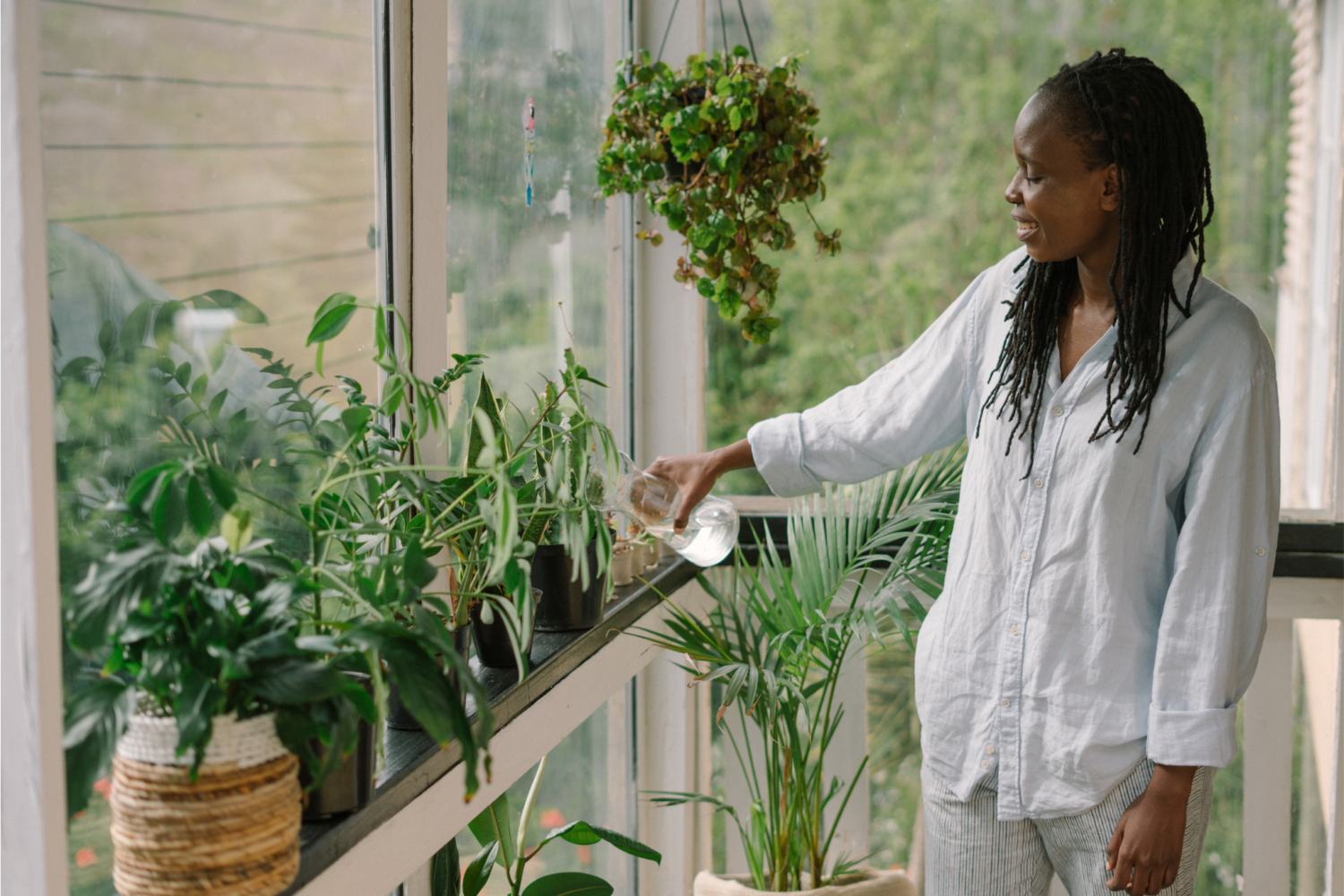 Indoor plants