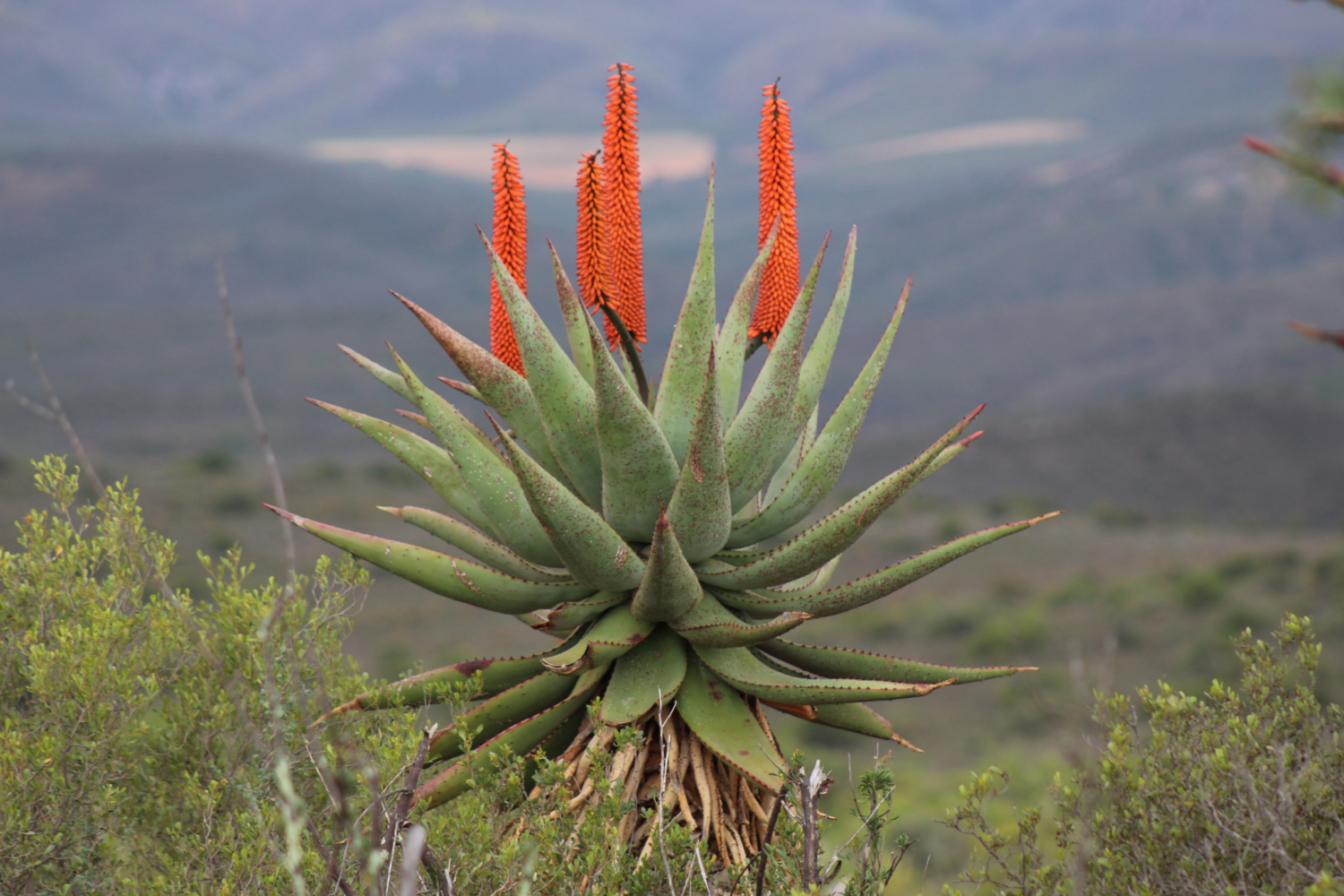 medicinal plant