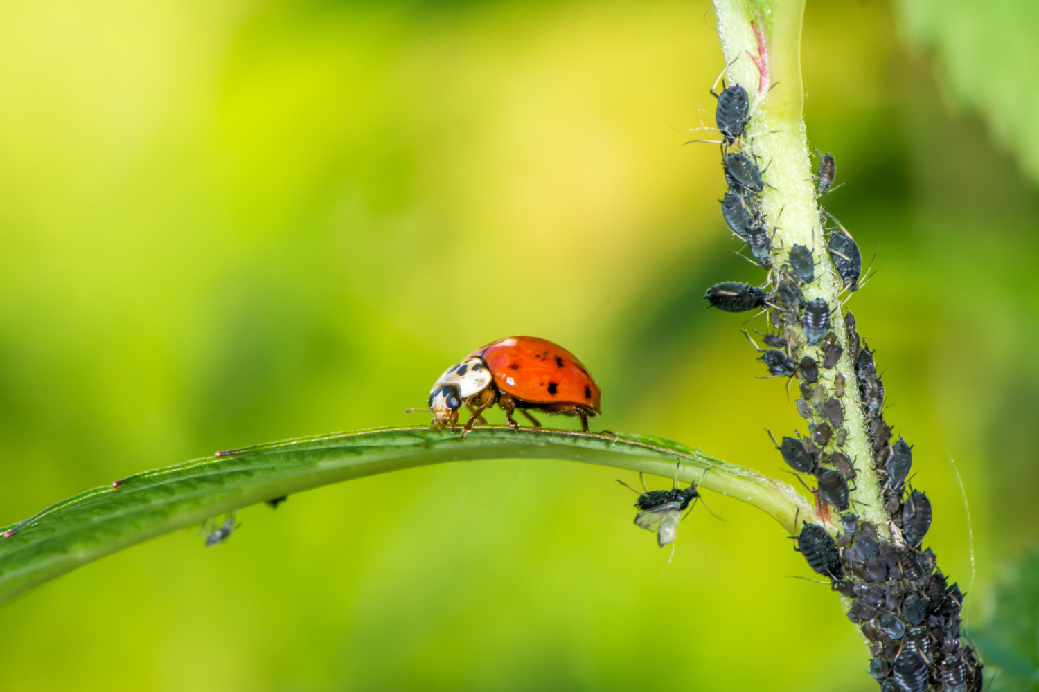 biological pest control