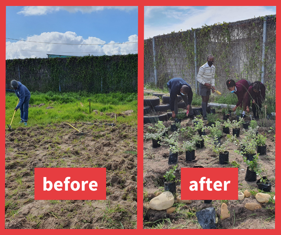 Greenpop Fynbos For the Future