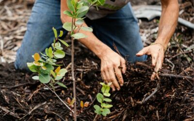 Plant more trees to protect the environment