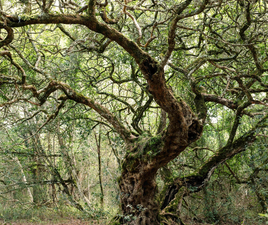 Greenpop tree platbos forest