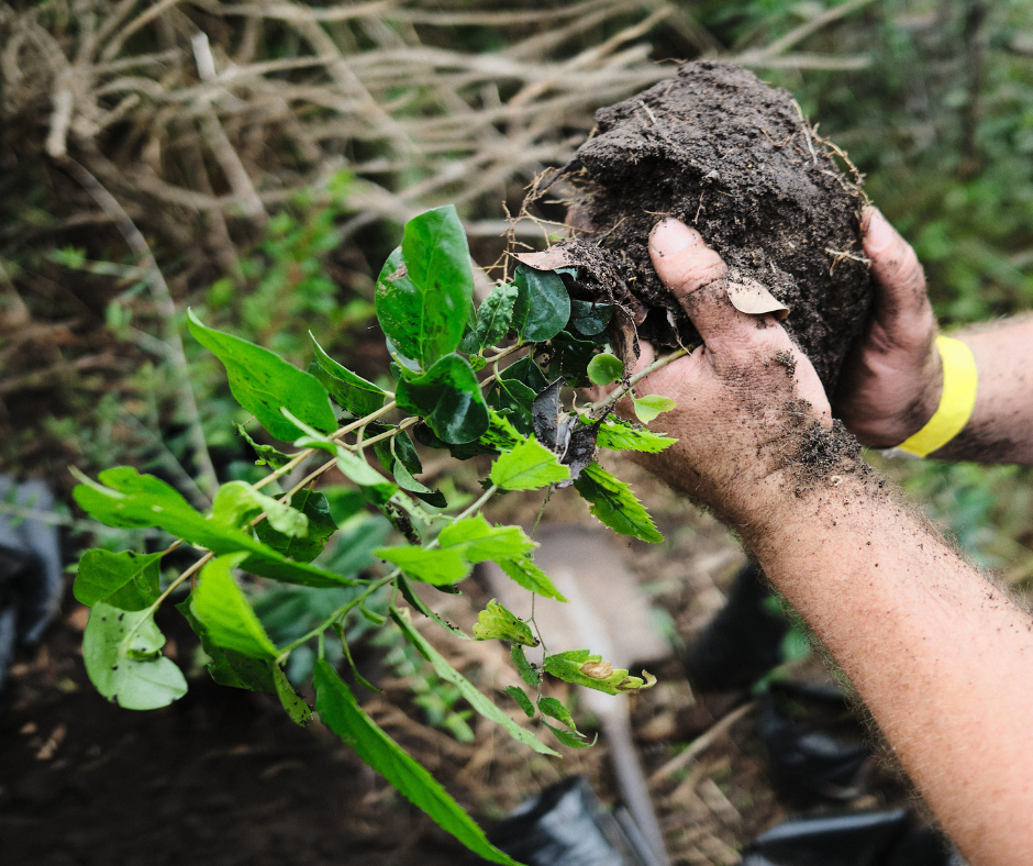 Greenpop tree planting