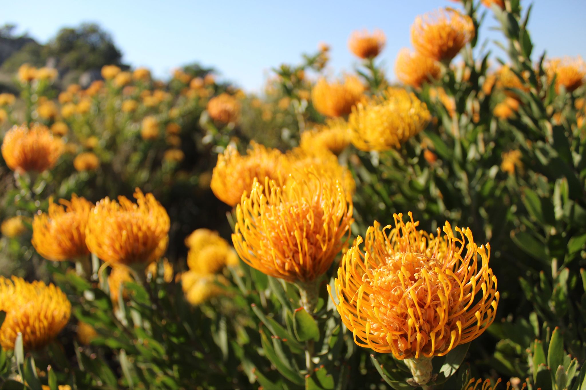 fynbos, MON