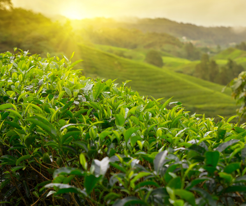 Tea landscapes adaption