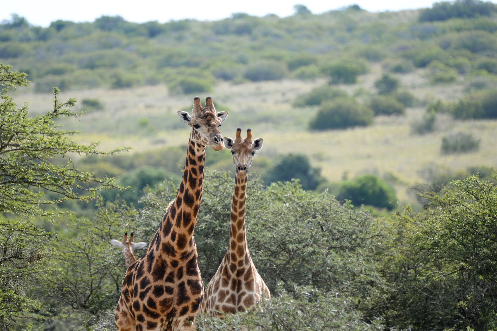 go2africa safari giraffe