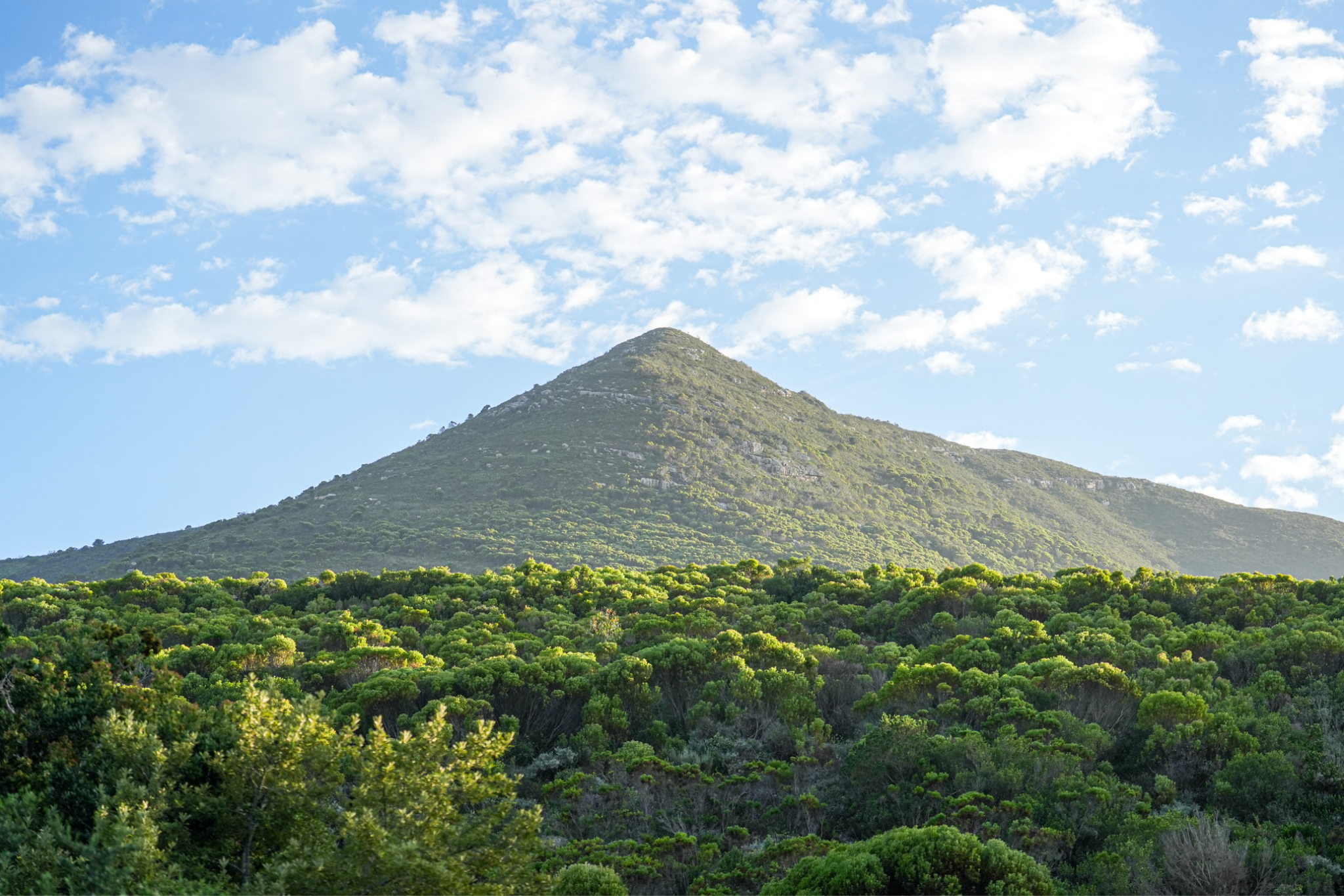 Greenpop Reforest Fest Bodhi Khaya Nature Retreat