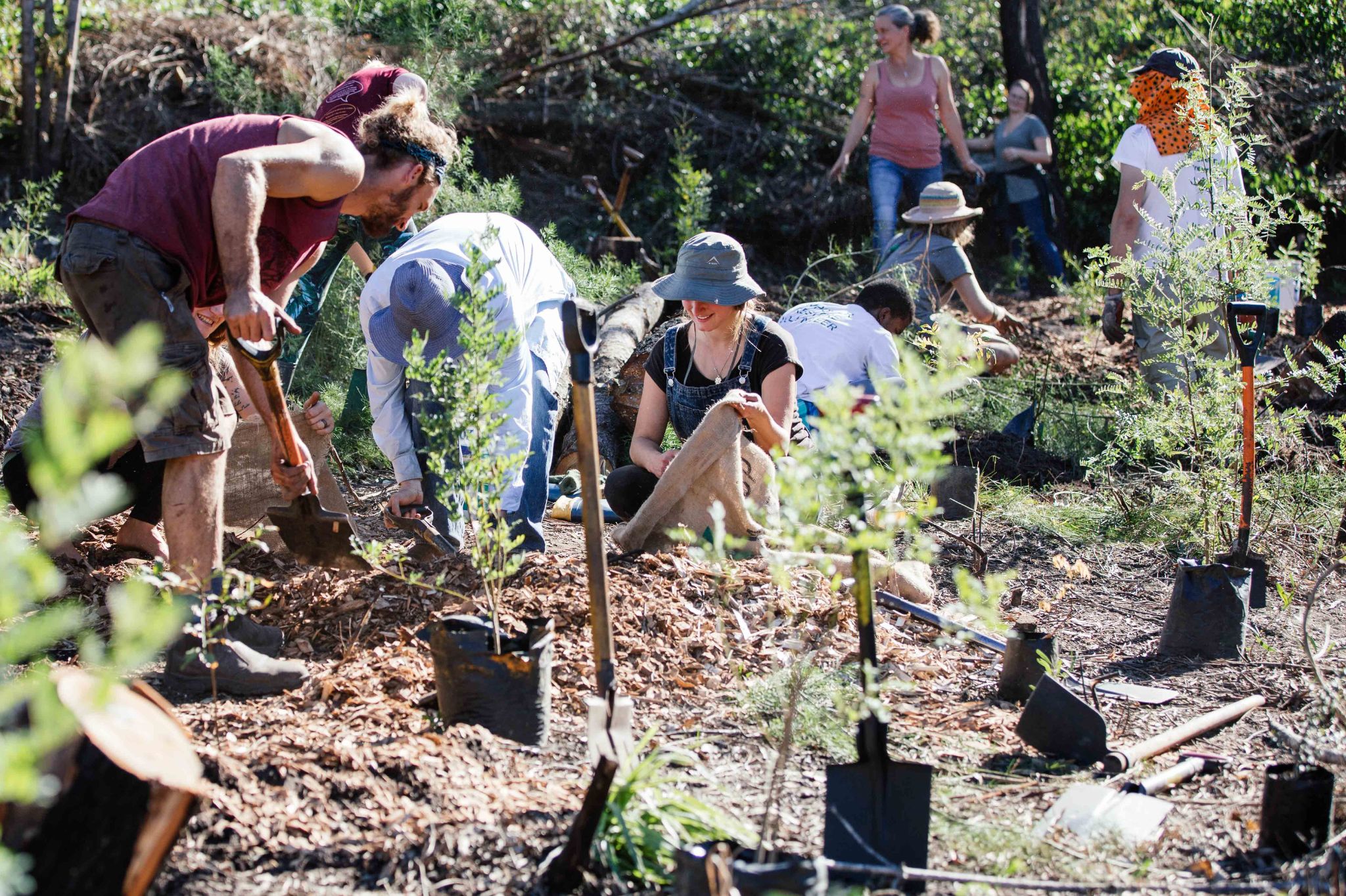 tree planting greenpop