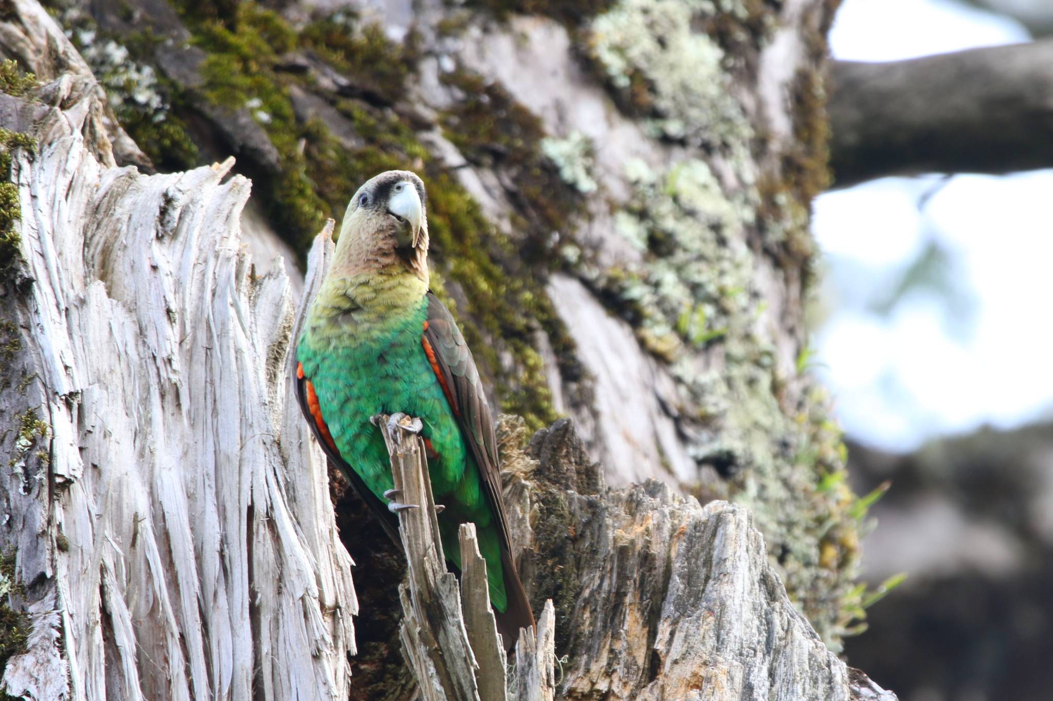 Cape Parrot Project Mistbelt Habitat Restoration Project