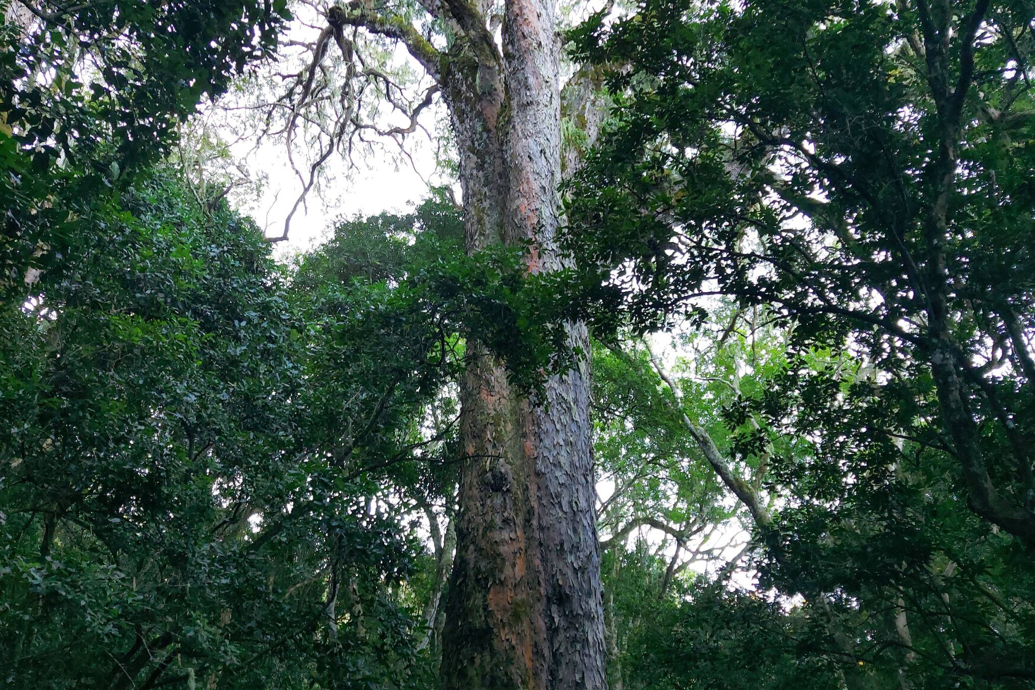 Cape Parrot Project Mistbelt Habitat Restoration Project